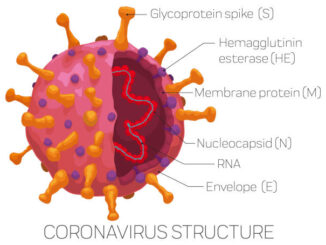 Explaining why viruses are regarded as being biological important