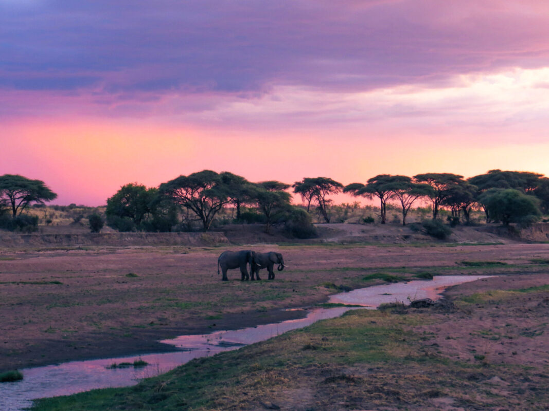 Best Time to Visit Ruaha National Park