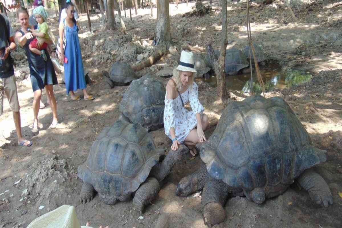 See and play with the giant tortoises